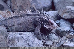 2021年最新版老鹰AE系统进阶教程 视频+素材(41G)