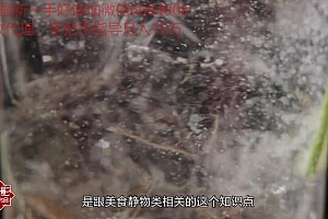 18度摄影学院-美食之光——闪光灯静物美食摄影雅岚老师新课
