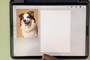 艺琳2022零基础ipad宠物绘画课【画质高清有笔刷素材】