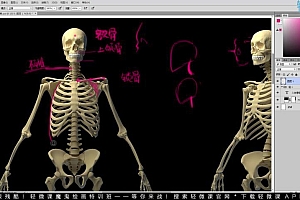 轻微课-【小粉菇】人体骨骼肌肉理解篇之动漫人物绘画基础课程