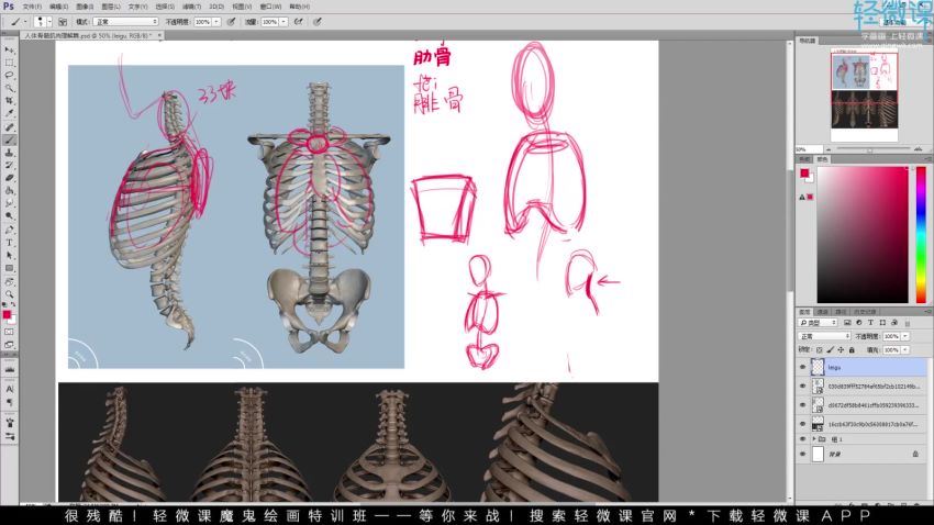轻微课-【小粉菇】人体骨骼肌肉理解篇之动漫人物绘画基础课程